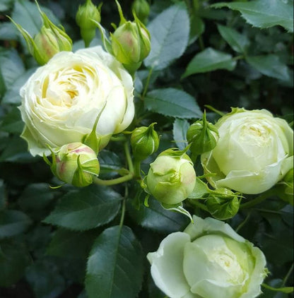 Lovely Green
